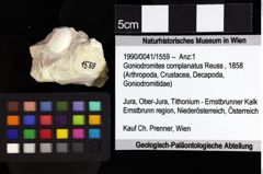 Foto (Objket + Etiketten) von Goniodromites sp. 